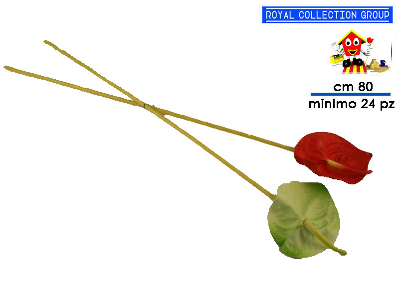 Gv6772 Anthurium Cm80 (min 24 Pz)67021000